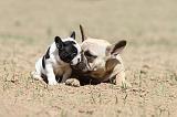 BOULEDOGUE FRANCAIS 354